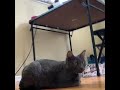 GRAY CAT DOSEN T WANT TO GO TO THE VET