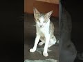 Bili Funny Short Cat