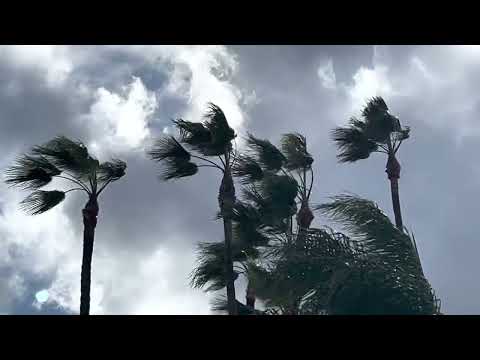 Palm Trees can Tolerate EXTREME Wind!