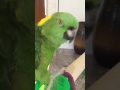 Poopiy Parent