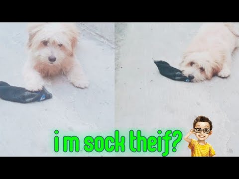 Sarah is a socks thief|loves to steal sock|puppy playing