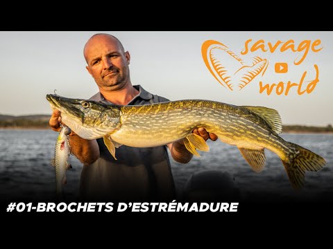 Savage World #1 : brochets d'Estrémadure