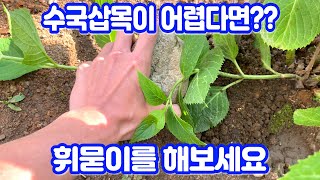 수국삽목이 어렵다면 휘묻이를 해보세요!! 실패없는 수국번식법 휘묻이!!