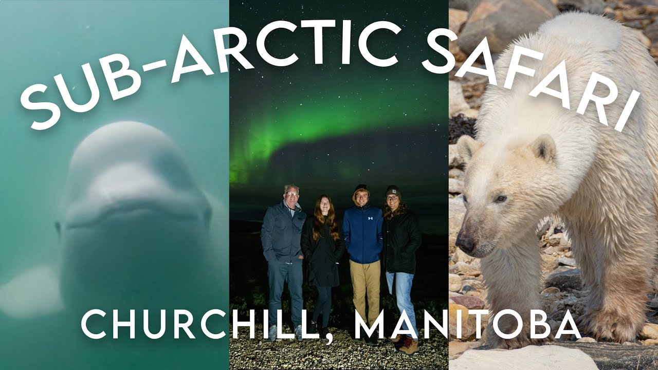 Churchill – polar bears & belugas