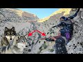 Ismat Encounters Wild Wolves Wild Tag Fruit Harvest In The Zagros ️