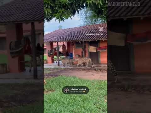 Oncas, Refúgio Ecológico Caiman em Miranda - MS  #fazenda #matogrossodosul #onça #_diadosertanejo