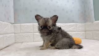 チワワ（ロング）の動画01