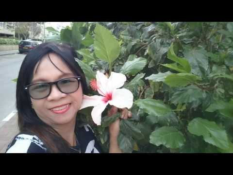 flowers|wild street flowers|may festive flowers|netanya|2019 spring