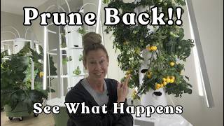 Prune Back Your #towergardenbenefits #tomatoes ~ See What Happens! #towergarden #verticalfarming