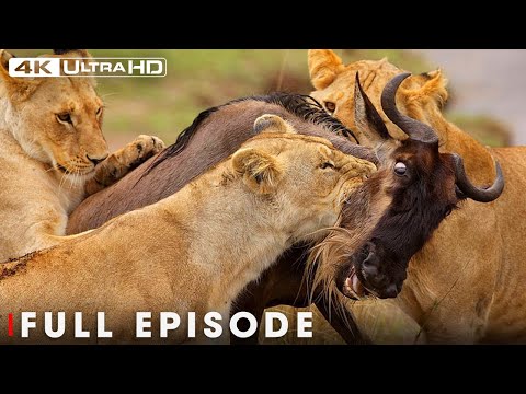 APEX PREDATOR An Adventure Through Africa in Nature Animal Documentary