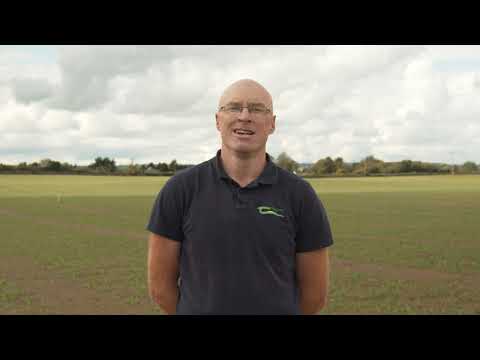 Grass Weed Identification Part 4 - Canary Grass (Phalaris minor)