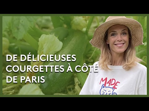 , title : 'La courgette d'Ile-de-France - Les potagers de Julie - 08/10/2022'