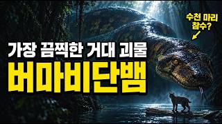 🩸에버글레이즈의 피바람! 수천 마리 비단뱀의 목을 벤 '숨겨진 살수' ㄷㄷㄷ 🔥#플로리다비단뱀#버마비단뱀#비단뱀참수사건#에버글레이즈#생태계교란종#외래종퇴