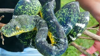THE MOST INSANE TREE BOAS IN THE WORLD AND TIPS TO KEEP THEM!! | BRIAN BARCZYK