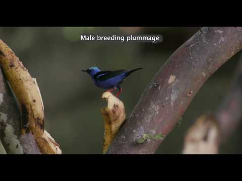 Adult Male Plumage -  Breeding and Non-breeding - Red legged Honeycreeper II