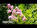 144p Vs 240p Vs 320p Vs 480p Vs 540p Vs 720p Vs 1080p Vs 4k Video Comparison