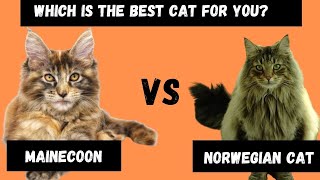 Maine Coon Cat VS Norwegian Forest Cat: which Cat is right for you?