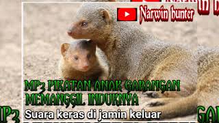 Download lagu mp3 pikatan  anak garangan memanggil induknya. mp3