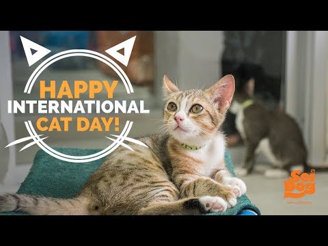 Celebrate one of man's most common and ancient pet