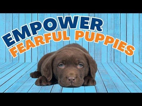 Puppy Fear Periods: Help For Socializing Puppies Or Rescue Dogs Scared Of People #199 #podcast