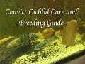 Convict Cichlid Care and Breeding Guide