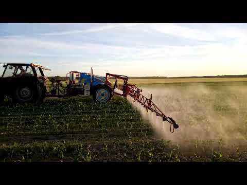 Opryski na chwasty, kukurydza rośnie 🌽