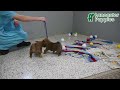 Shiba Inu dogs for sale: Sparky - Video 1
