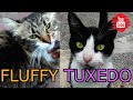 Tuxedo And Fluffy Cat Meowing Loudly Because They Wants Food