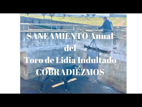 COBRADIEZMOS Saneamiento Anual Toro Indultado ( en REAL MAESTRANZA DE SEVILLA por MANUEL ESCRIBANO)
