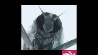 Download lagu Perfect zoom (Mosquito🦟😳 under 1000x microscope).... #shorts #mosquito mp3