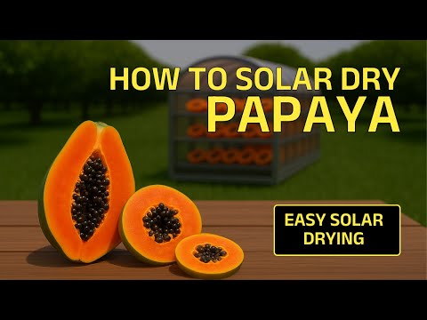 How to Make Solar Dried papaya With The help of Solar Dryer.