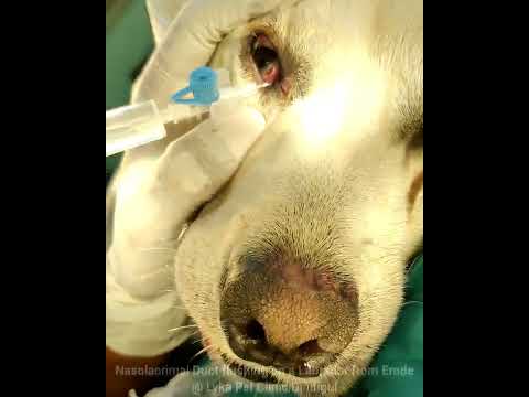 Nasolacrimal Duct obstruction on a Labrador @LYKA PET CLINIC AND SURGICAL CENTRE - DINDIGUL