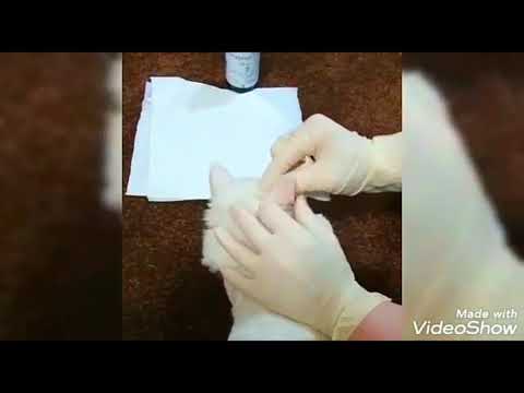 How to clean cat ears with ease