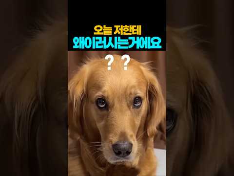 ❤️800만❤️미안해 ㅠㅠ 그런데 너 표정 너무 웃겨서 엄마 아빠 배꼽 아파 😂  #강아지 #댕댕이 #애견영상