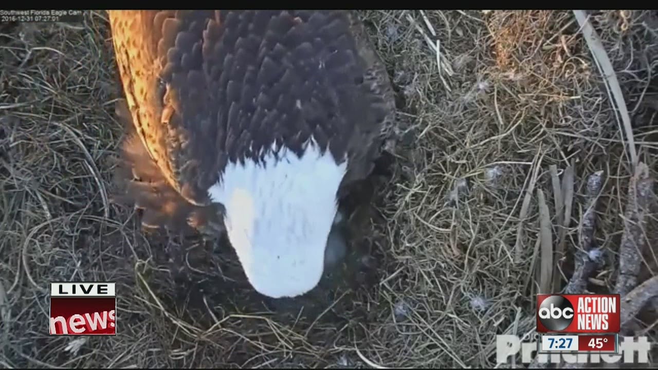 EAGLET WATCH: One eaglet has hatched
