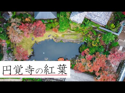 【鎌倉・円覚寺の紅葉 / Autumn leaves in Kamakura Engakuji】