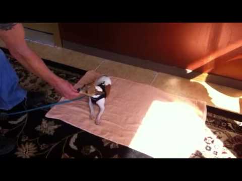 Duke Dog Training / Coaching video.