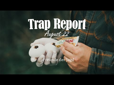 Freunde der Jagd - Trap Report - August 22 - Zu hohe Erwartungen? Raccoon 🦝🦝🦝