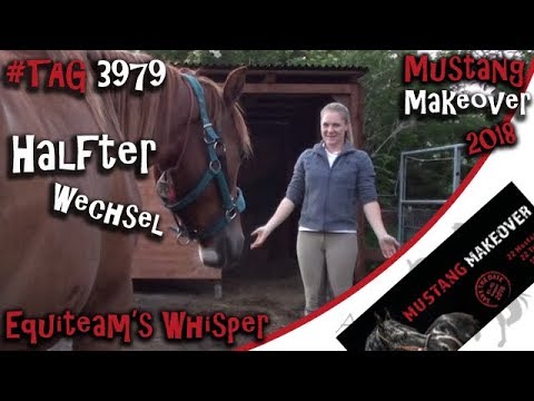 Ungeschnitten: Halfterwechsel mit Equiteam's Whisper in 20 Minuten - Mustang Makeover