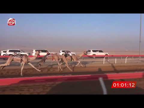 ش 12 (هملول) لـ سالم حمد حوشي العامري 2:11:28 , شارة الصندوق 2026/06/13 فطامين الوقن    