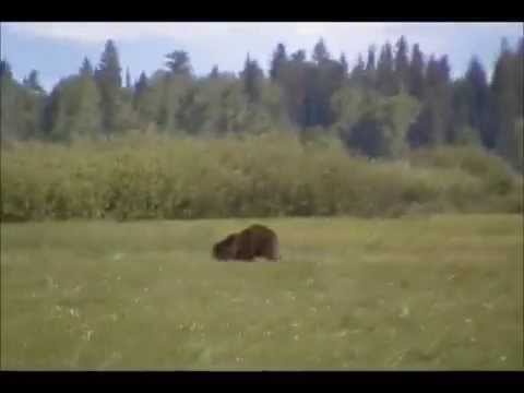 YouTube video about: Can a bear outrun a horse?