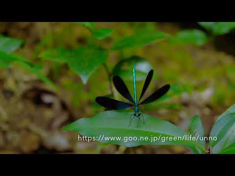 リュウキュウハグロトンボの飛翔