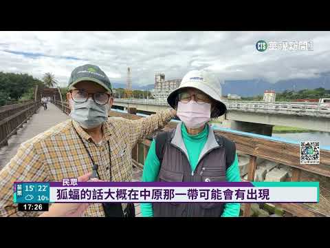 僅存200隻! 台灣狐蝠瀕絕種 花縣籌設保護區