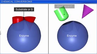 CBSE Class 11 Biology || Biomolecules  Part -2 || Full Chapter || By Shiksha House