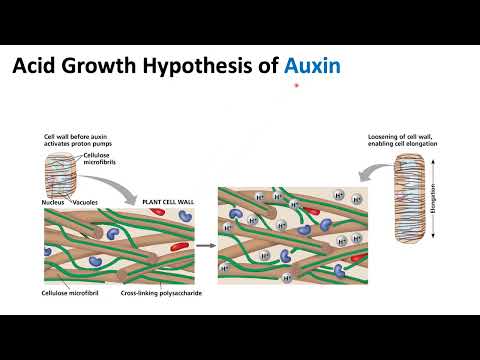 Plant Hormones: Auxin | Biology