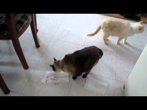 Ninette et TiPou VS Thon