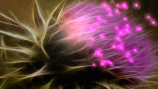 Renaissance - Let it grow - HD