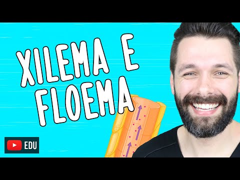 XILEMA E FLOEMA - Diferenças | Biologia com Samuel Cunha