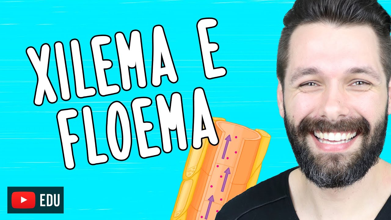 XILEMA E FLOEMA - Diferenças | Biologia com Samuel Cunha