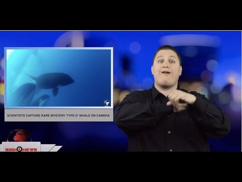 Scientists capture rare mystery ’Type D’ whale on camera (ASL - 3.9.19)